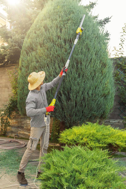 How Our Tree Care Process Works  in Plymouth Meeting, PA